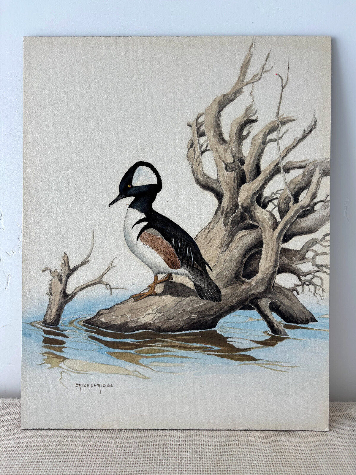 Ornithological Watercolor Painting by Naturalist Walter J Breckenridge