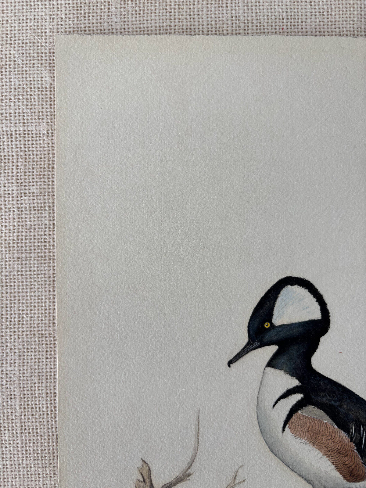 Ornithological Watercolor Painting by Naturalist Walter J Breckenridge