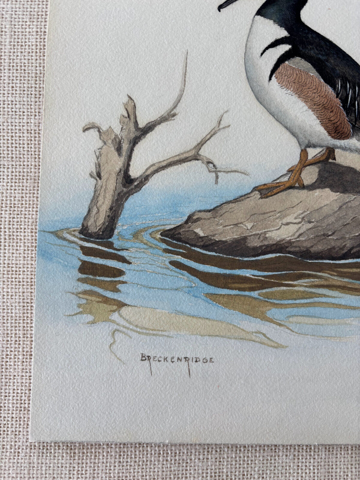 Ornithological Watercolor Painting by Naturalist Walter J Breckenridge