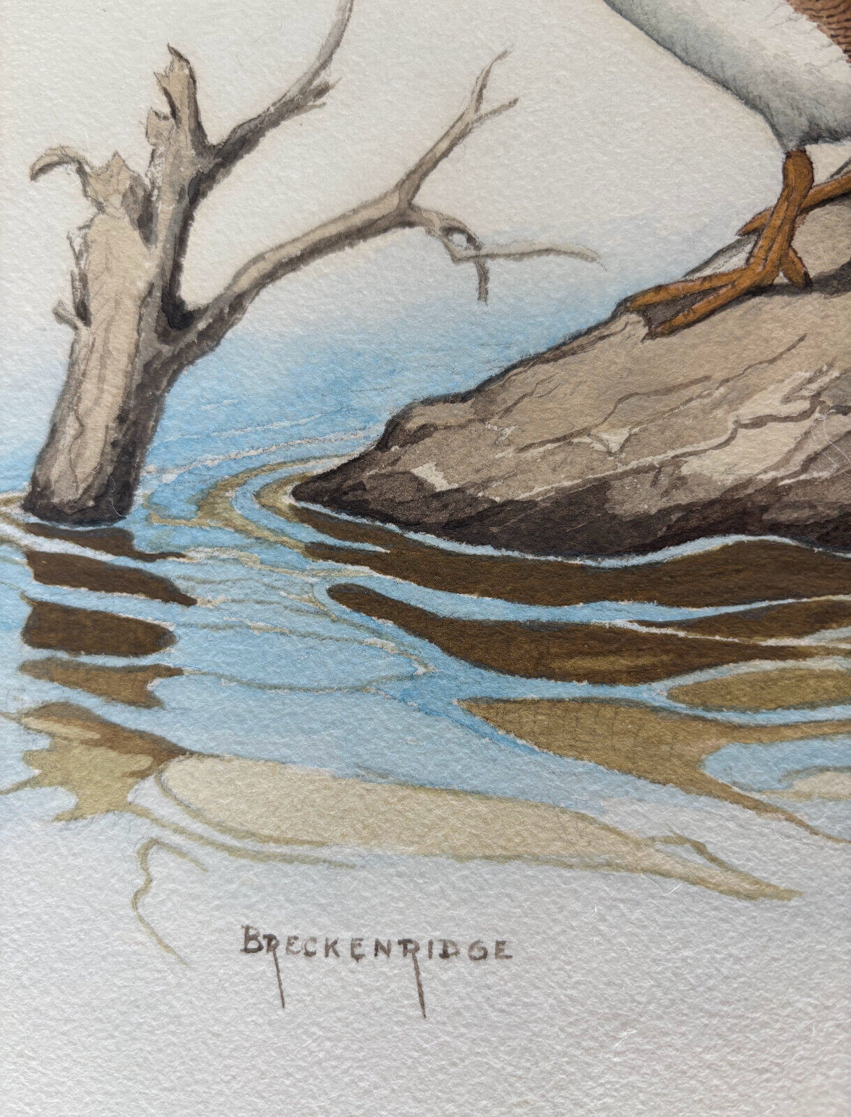 Ornithological Watercolor Painting by Naturalist Walter J Breckenridge