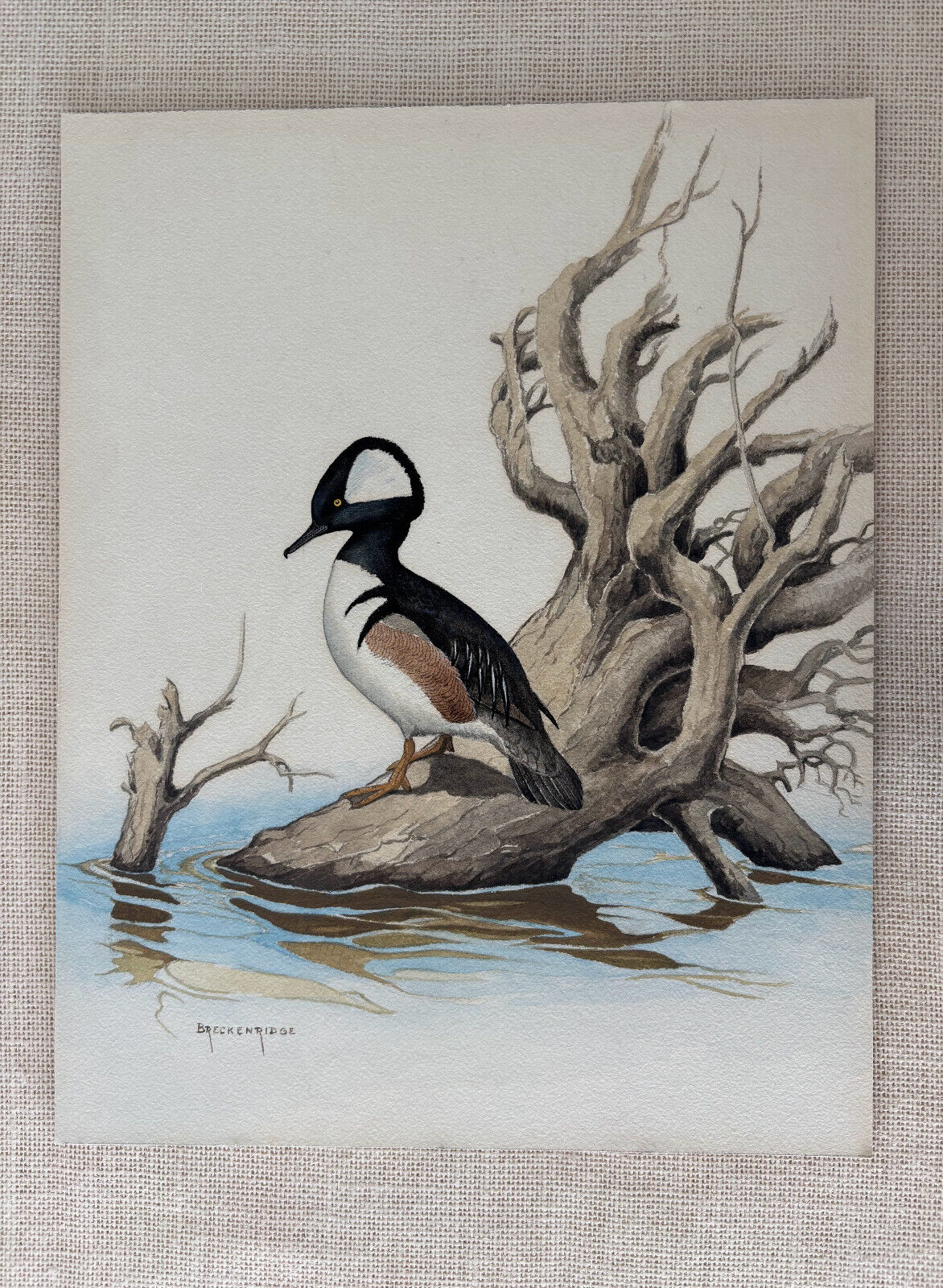 Ornithological Watercolor Painting by Naturalist Walter J Breckenridge