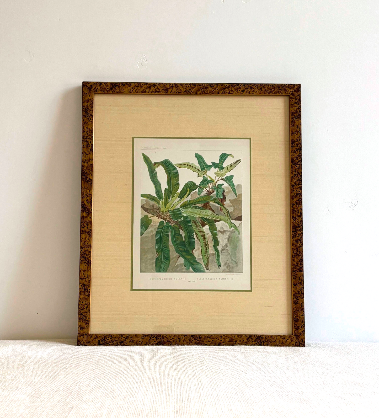 Antique Botanical Print Tropical Ferns by James Britten 1880 in Burlwood Frame