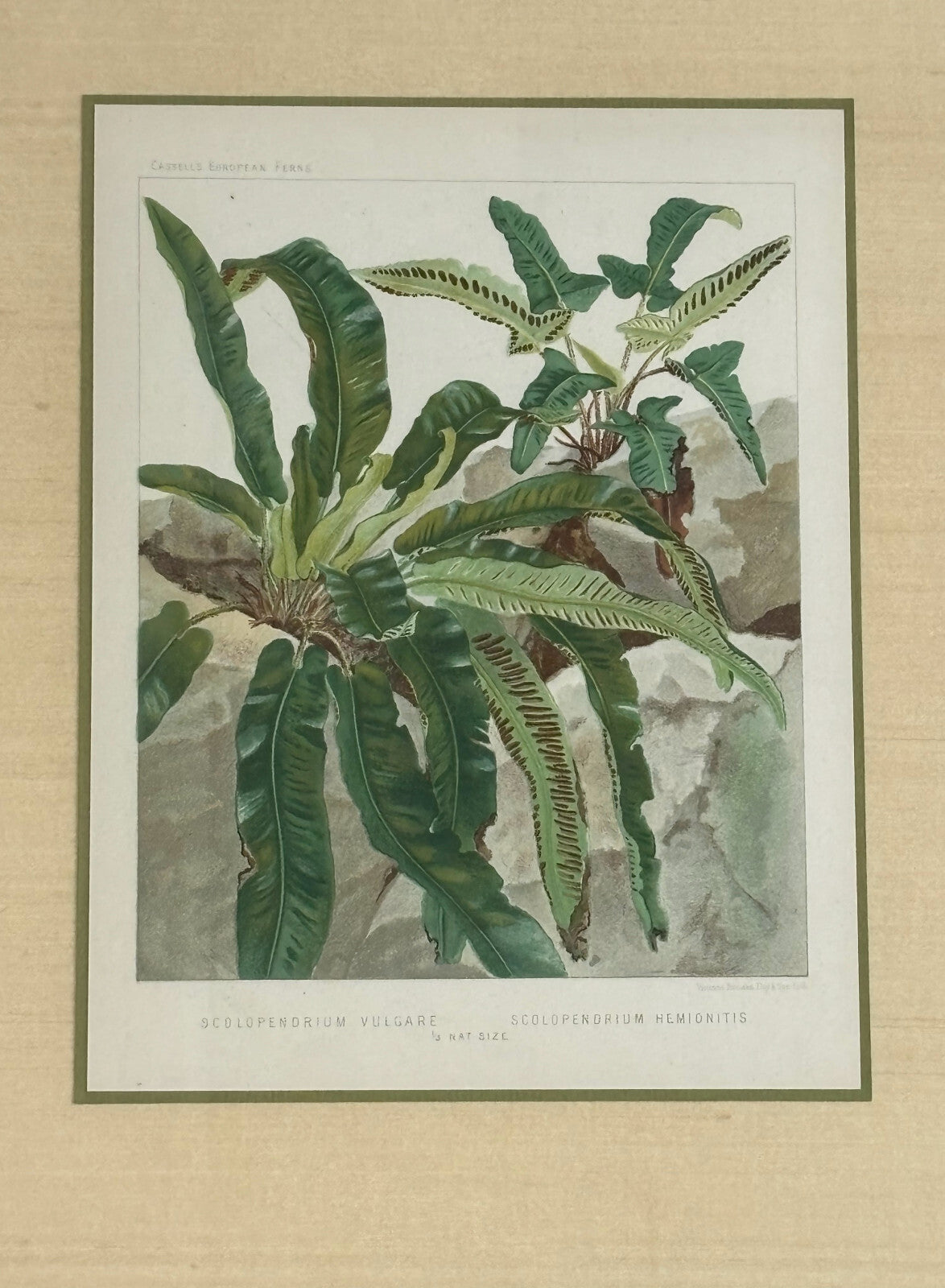 Antique Botanical Print Tropical Ferns by James Britten 1880 in Burlwood Frame