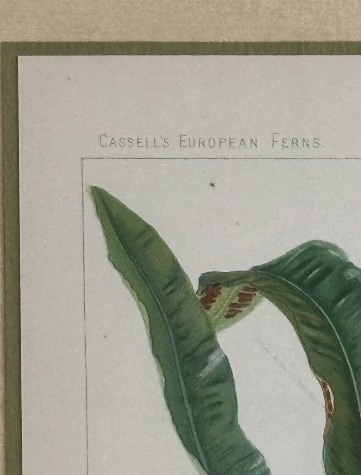 Antique Botanical Print Tropical Ferns by James Britten 1880 in Burlwood Frame