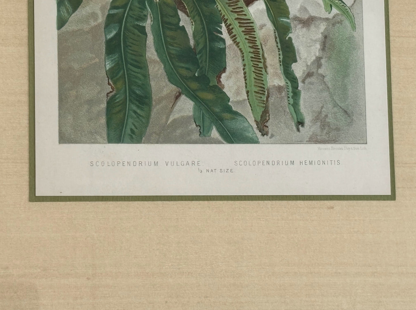 Antique Botanical Print Tropical Ferns by James Britten 1880 in Burlwood Frame