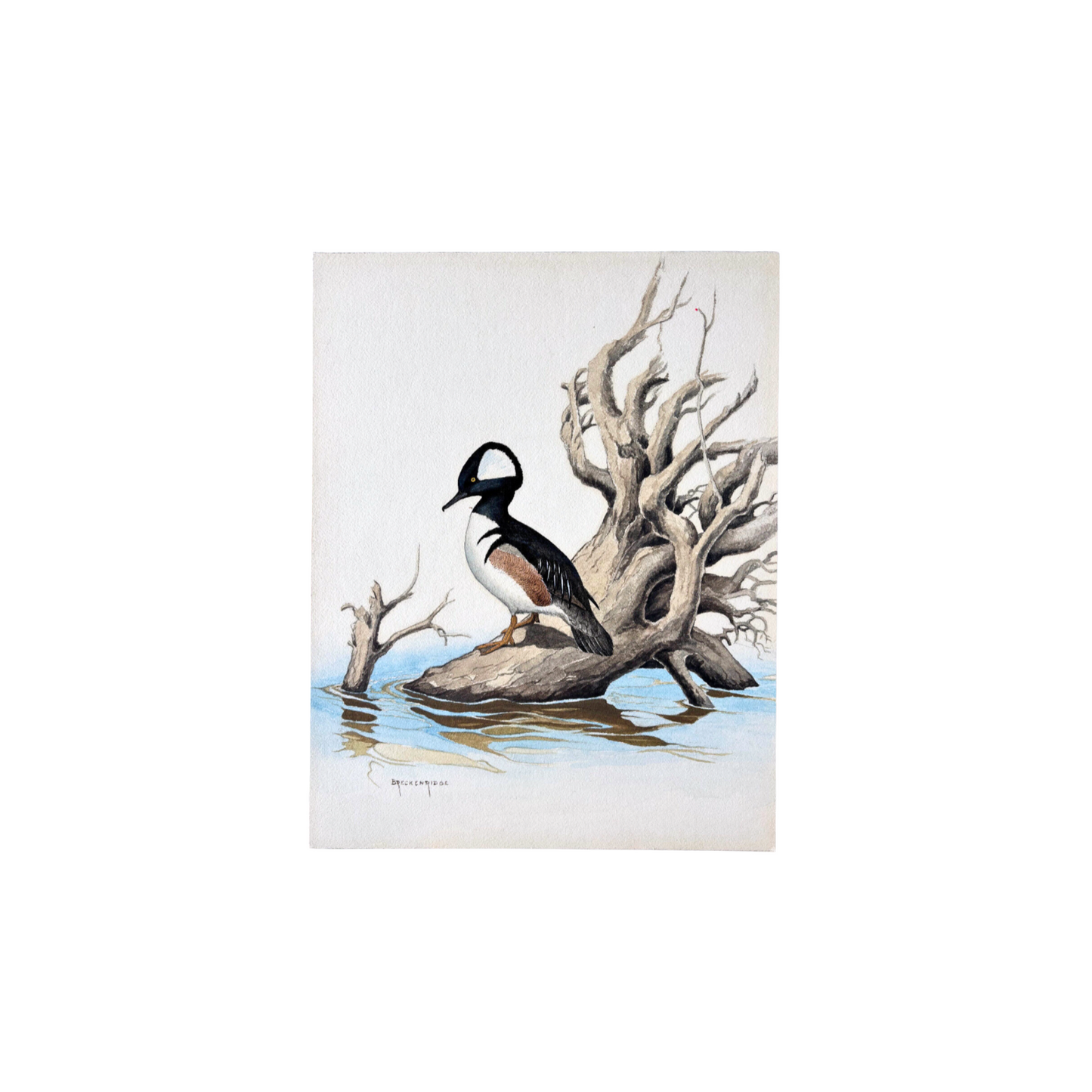 Ornithological Watercolor Painting by Naturalist Walter J Breckenridge