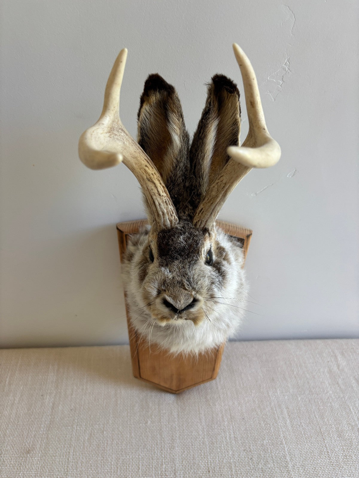 Folk Art Wall Mount "Jackalope"