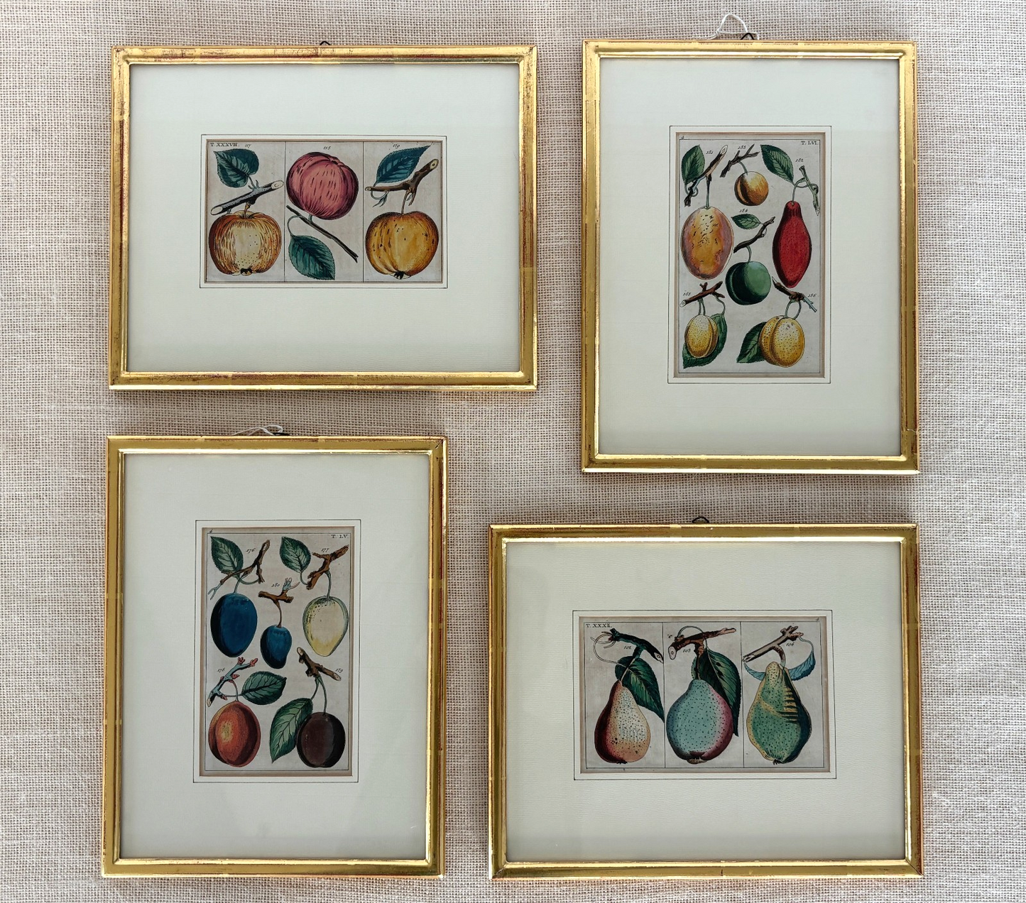 Antique German hand colored Botanical (Fruit) Engravings in Gilt Frames