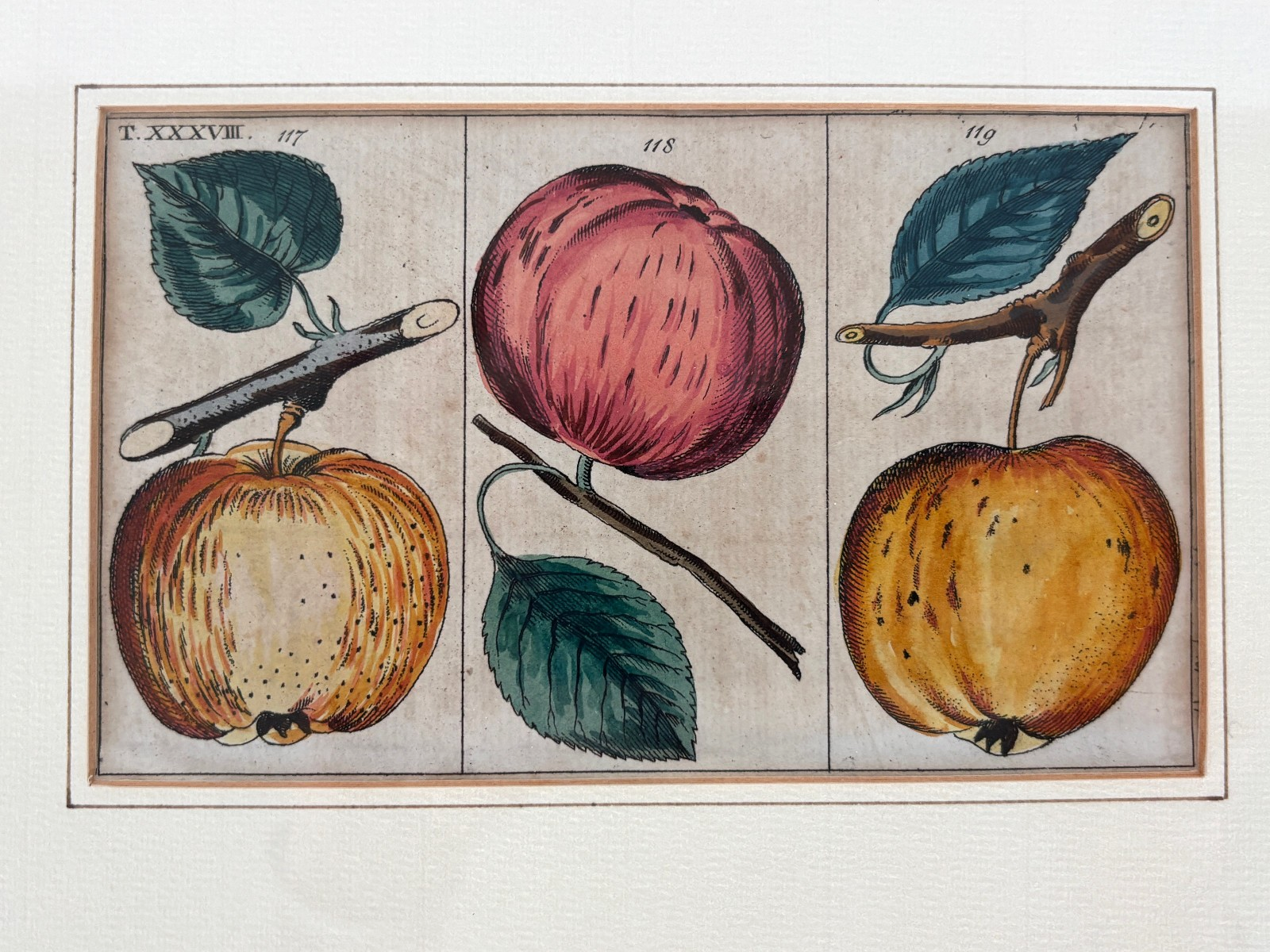 Antique German hand colored Botanical (Fruit) Engravings in Gilt Frames