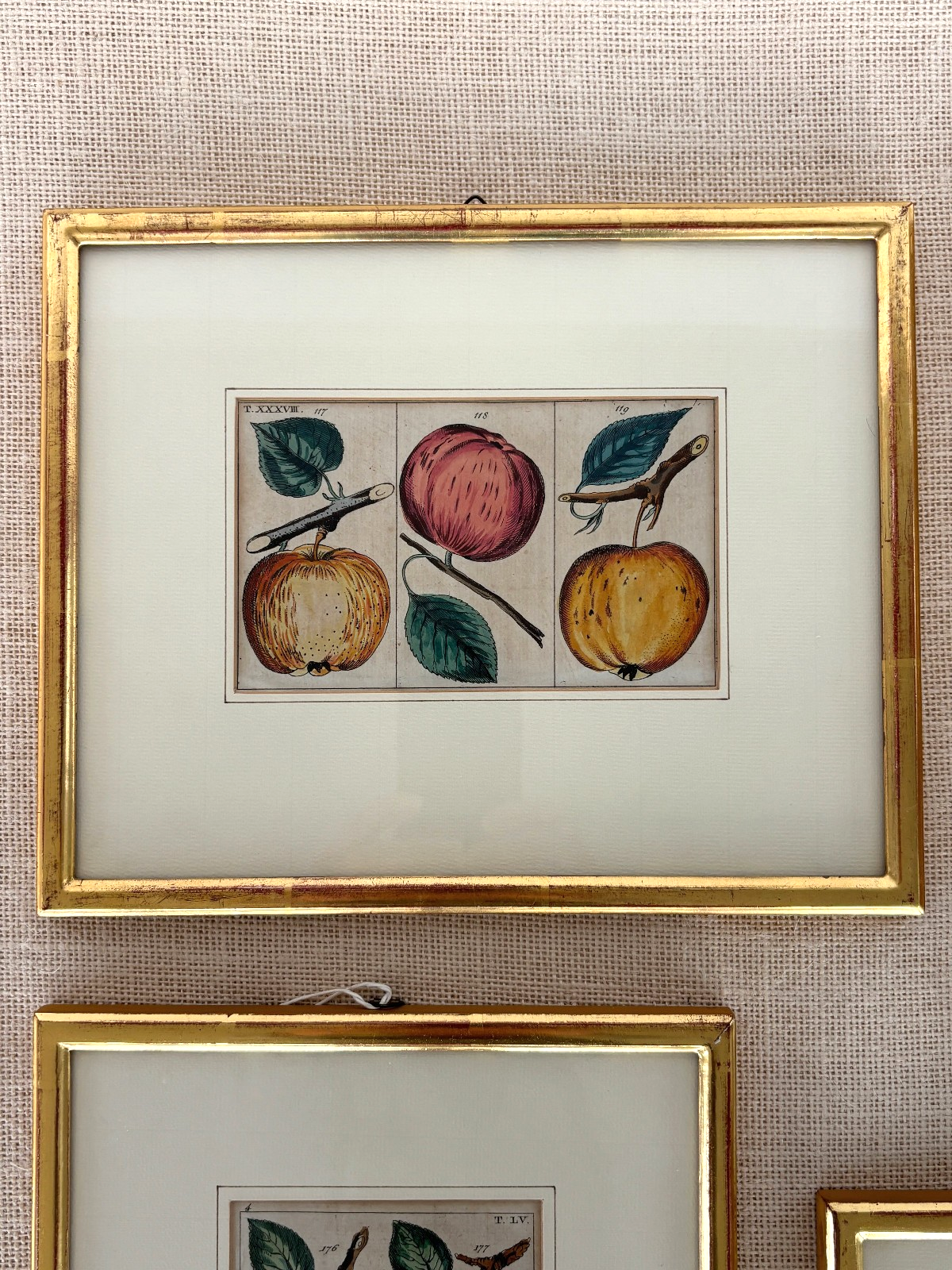 Antique German hand colored Botanical (Fruit) Engravings in Gilt Frames