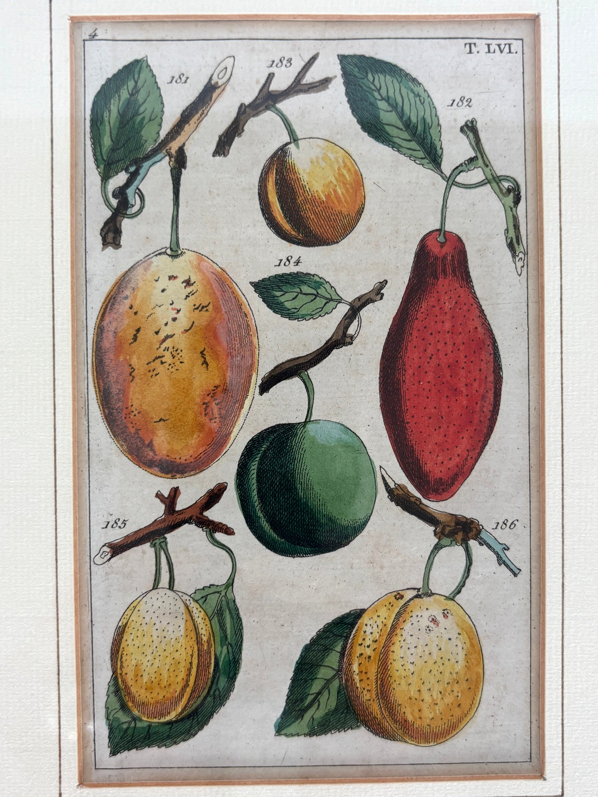 Antique German hand colored Botanical (Fruit) Engravings in Gilt Frames