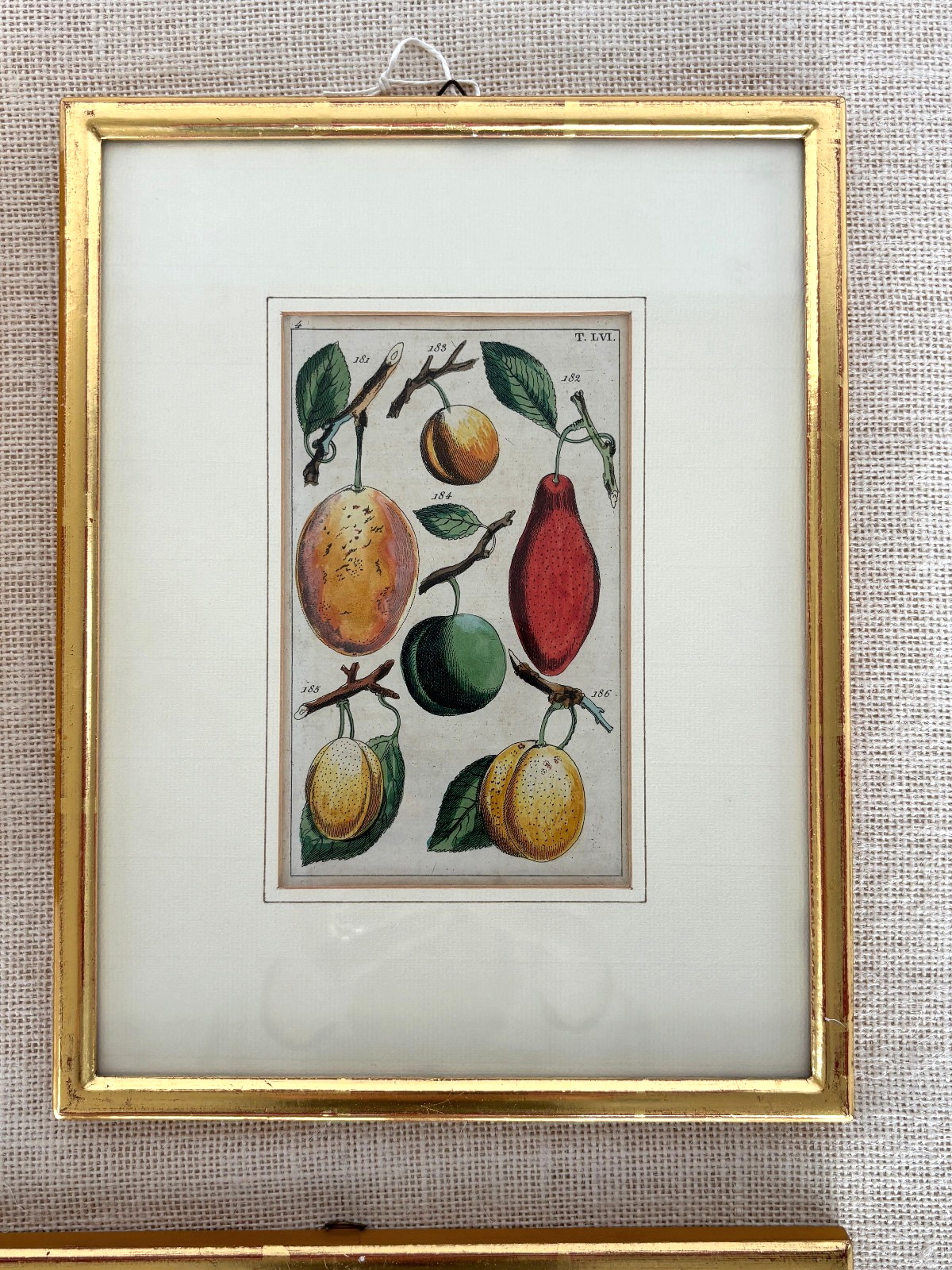 Antique German hand colored Botanical (Fruit) Engravings in Gilt Frames