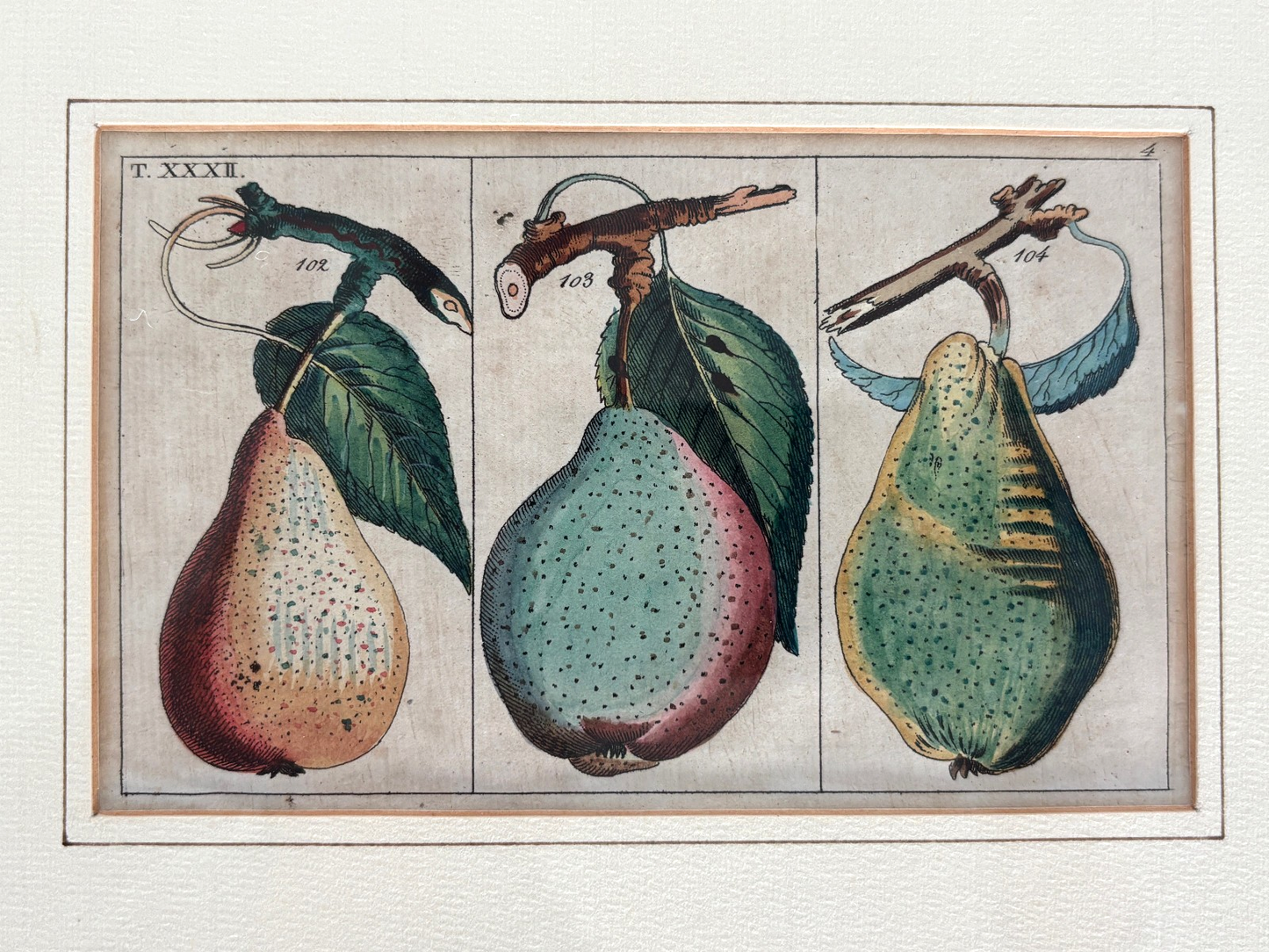 Antique German hand colored Botanical (Fruit) Engravings in Gilt Frames