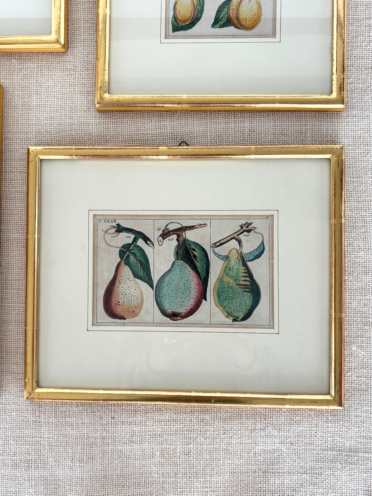 Antique German hand colored Botanical (Fruit) Engravings in Gilt Frames