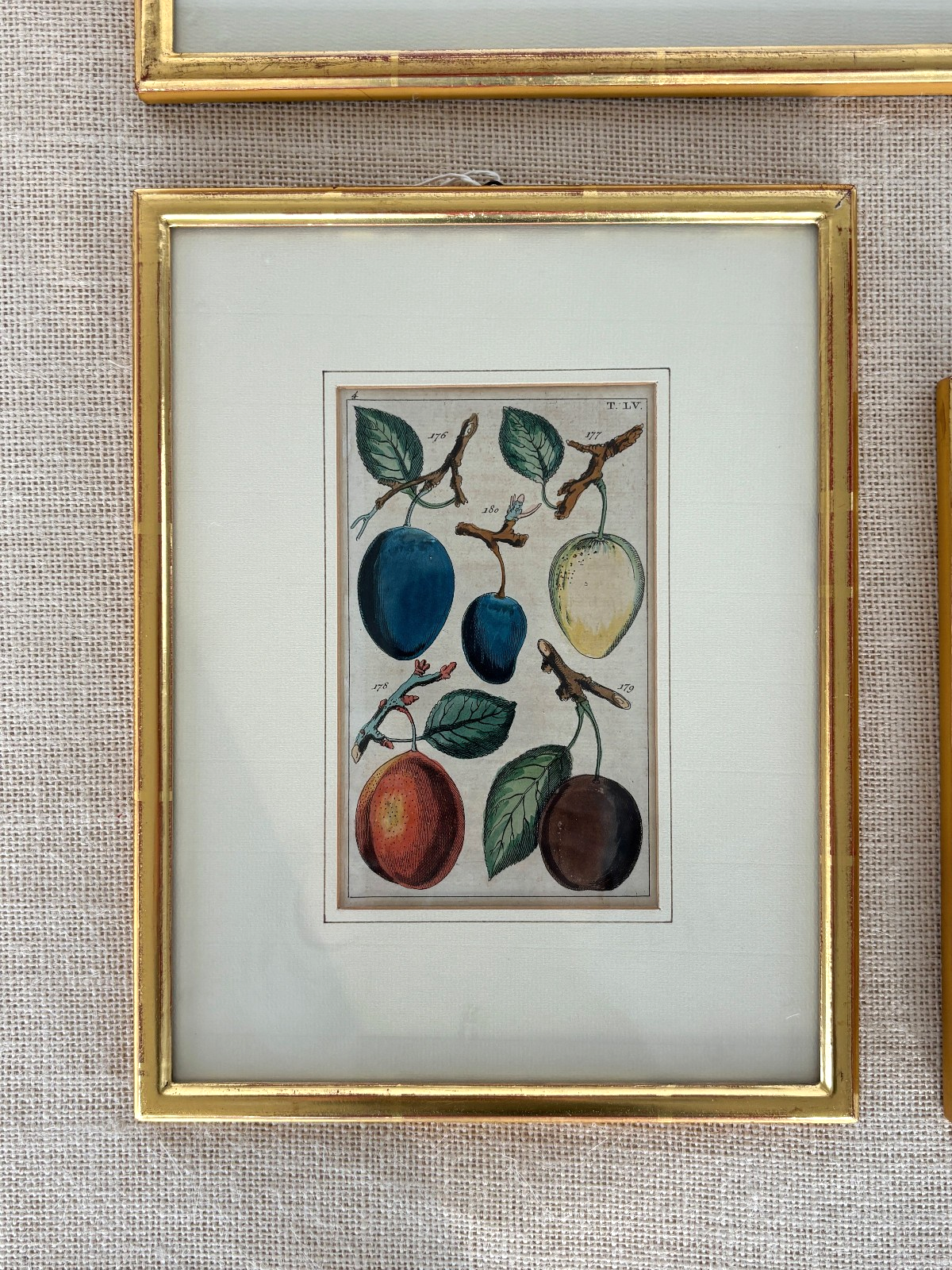 Antique German hand colored Botanical (Fruit) Engravings in Gilt Frames