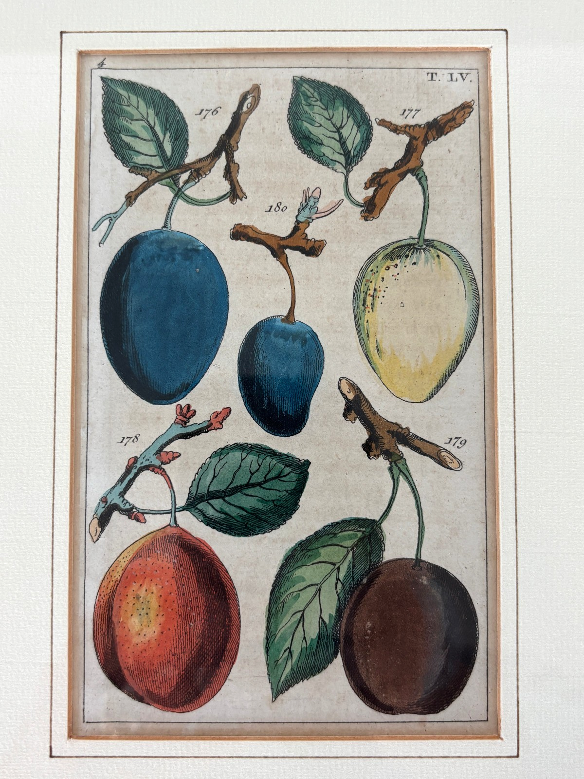 Antique German hand colored Botanical (Fruit) Engravings in Gilt Frames