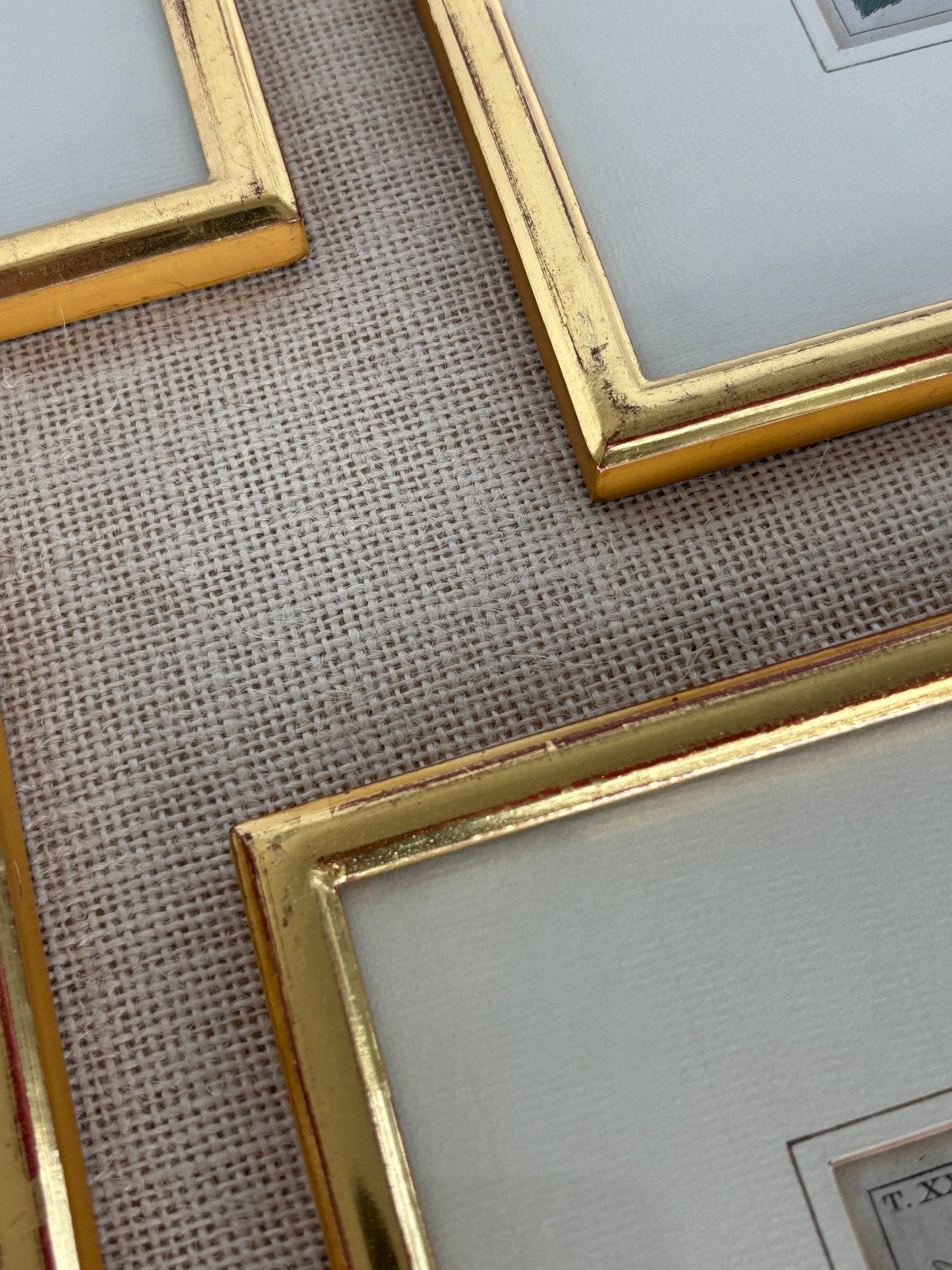 Antique German hand colored Botanical (Fruit) Engravings in Gilt Frames