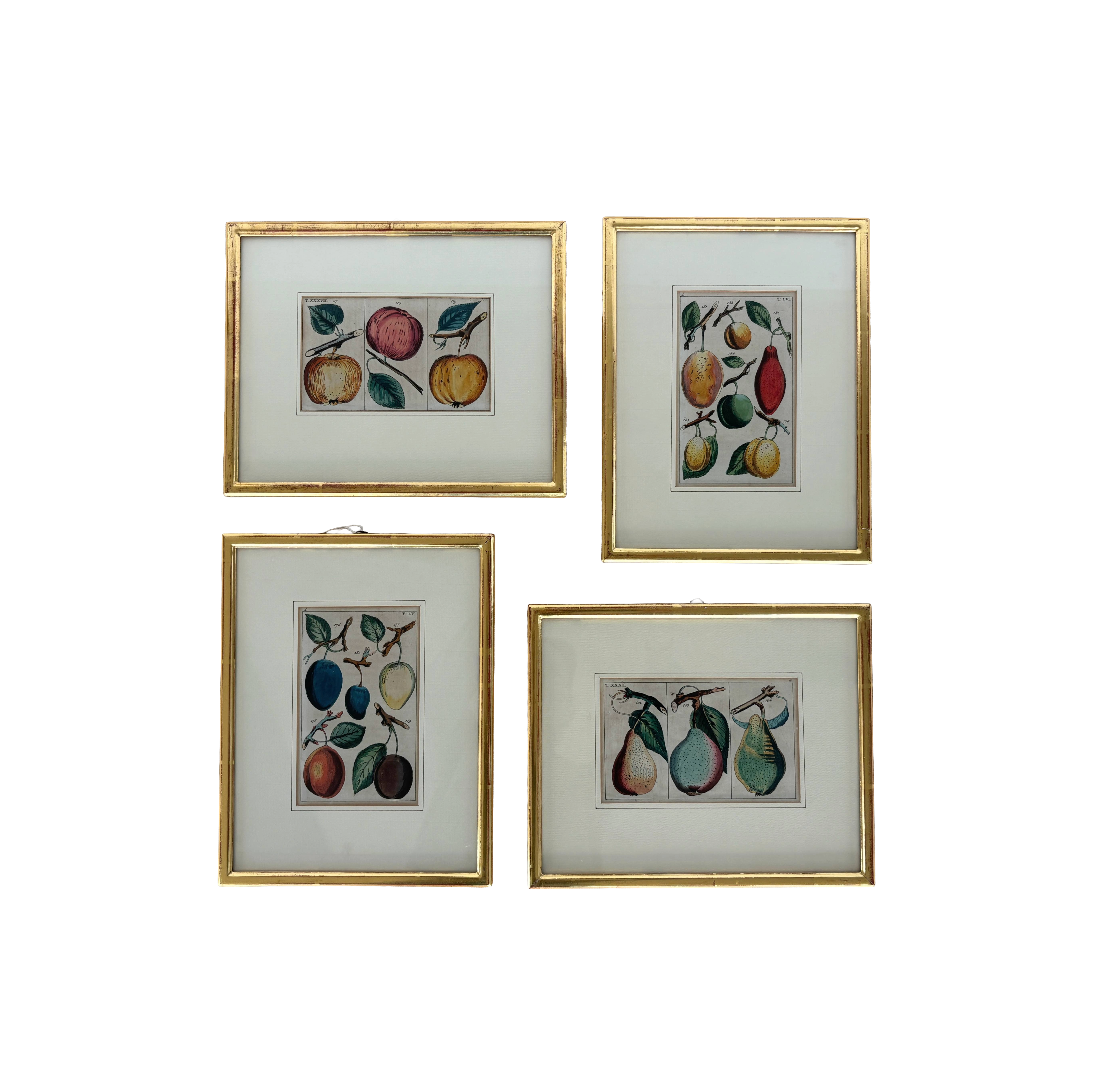 Antique German hand colored Botanical (Fruit) Engravings in Gilt Frames
