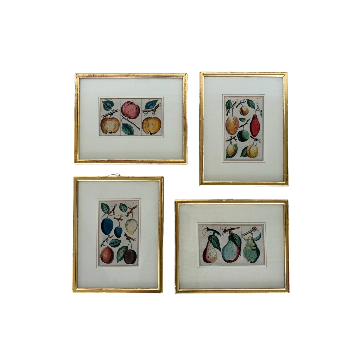 Antique German hand colored Botanical (Fruit) Engravings in Gilt Frames