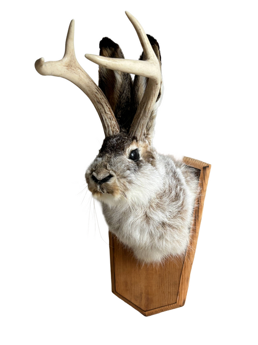 Folk Art Wall Mount "Jackalope"