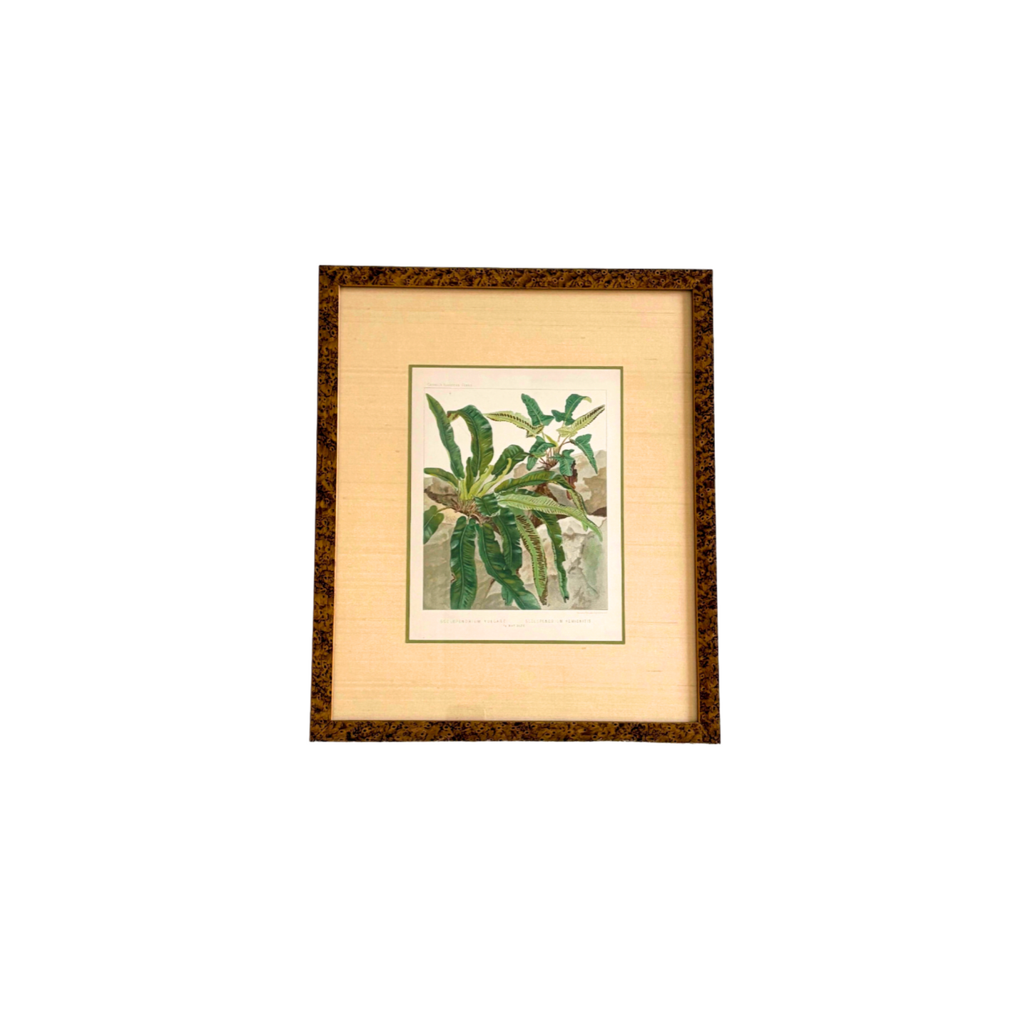 Antique Botanical Print Tropical Ferns by James Britten 1880 in Burlwood Frame
